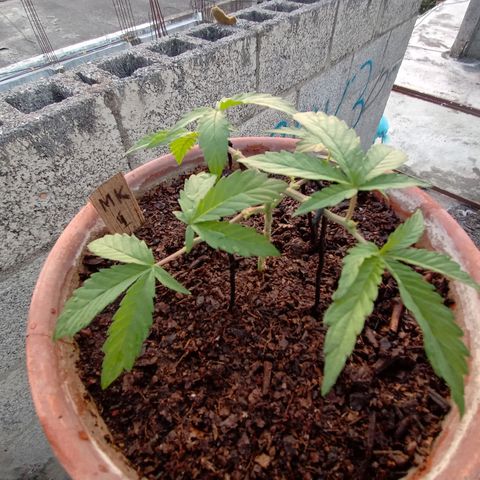 MK 1 growlog photo: 7:00 AM 