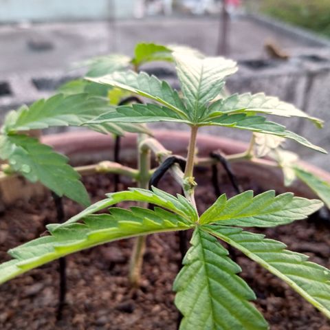MK 1 growlog photo: 7:00 AM 