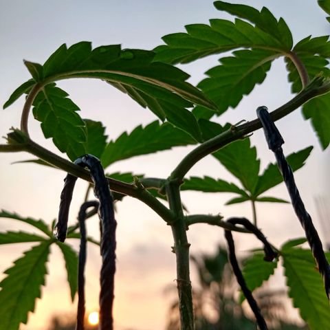 MK 1 growlog timeline photo