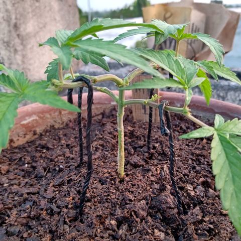 MK 1 growlog timeline photo