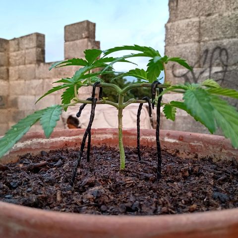 MK 1 growlog timeline photo