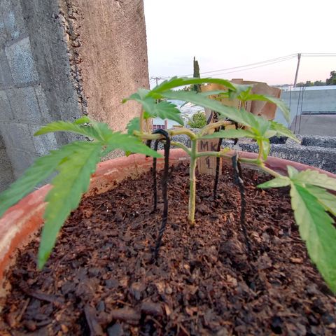 MK 1 growlog timeline photo