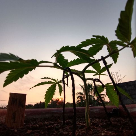 MK 1 growlog photo: 7:00 AM 
