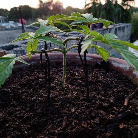 MK 1 growlog timeline photo