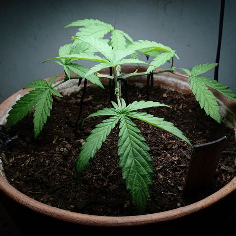 MK 1 growlog photo: 10:02 indor