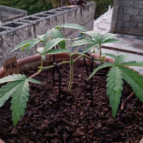 MK 1 growlog photo: 7:00 am