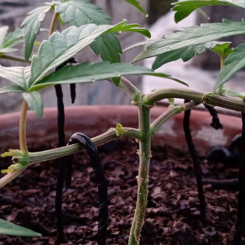 MK 1 growlog photo: 7:00 am