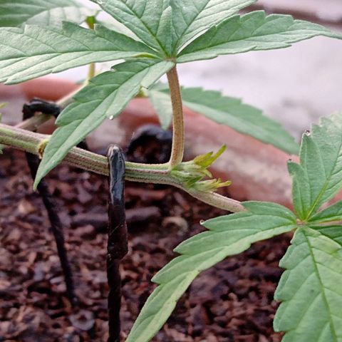 MK 1 growlog photo: 7:00 am