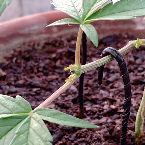 MK 1 growlog photo: 7:00 am