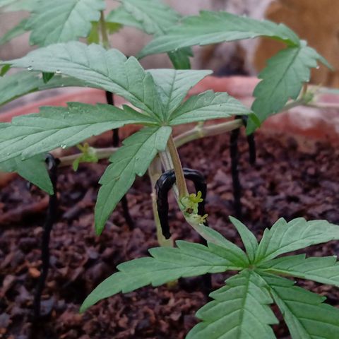 MK 1 growlog photo: 7:00 am