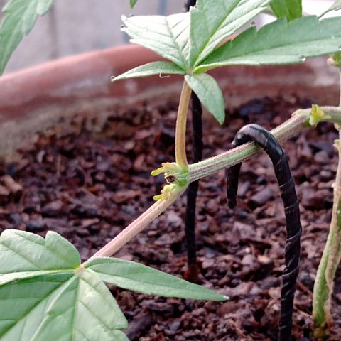 MK 1 growlog photo: 7:00 am