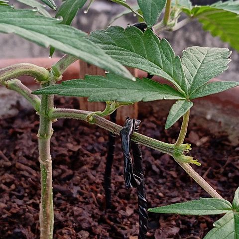 MK 1 growlog photo: 7:00 am