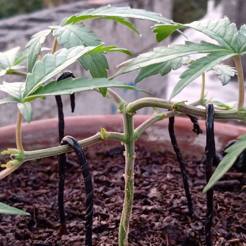 MK 1 growlog photo: 7:00 am