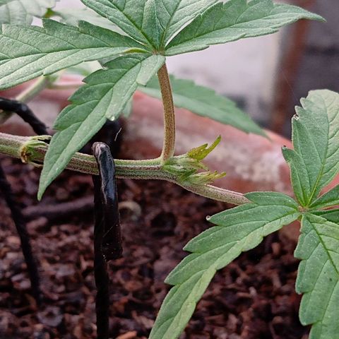MK 1 growlog photo: 7:00 am