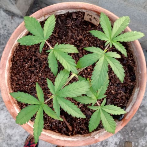 MK 1 growlog timeline photo