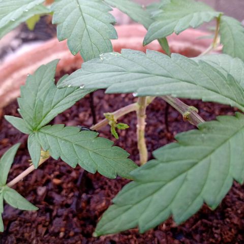 MK 1 growlog timeline photo