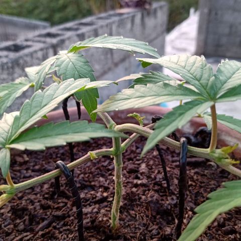MK 1 growlog timeline photo