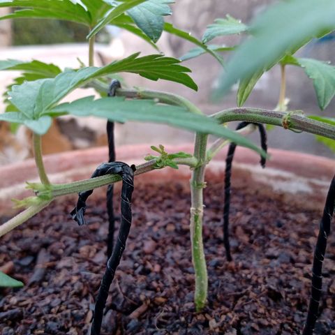 MK 1 growlog timeline photo