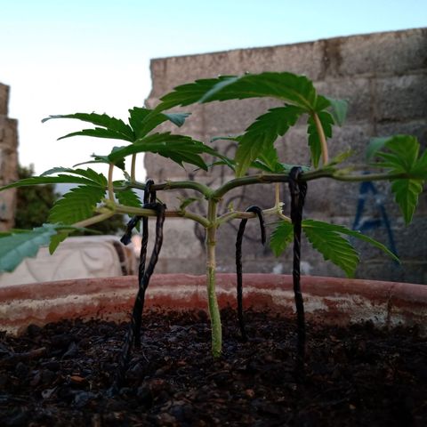 MK 1 growlog timeline photo