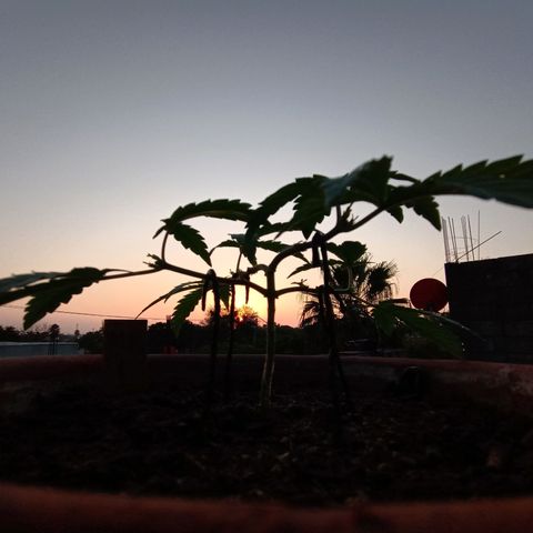 MK 1 growlog timeline photo