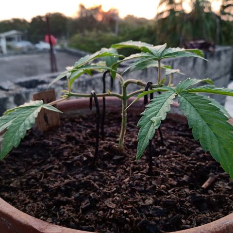MK 1 growlog timeline photo