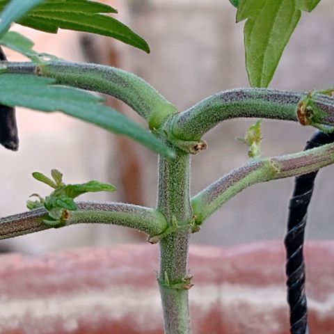 MK 1 growlog timeline photo