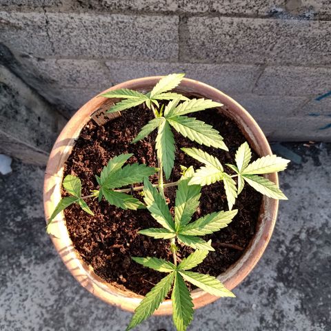 MK 1 growlog photo: 7:50 de la mañana