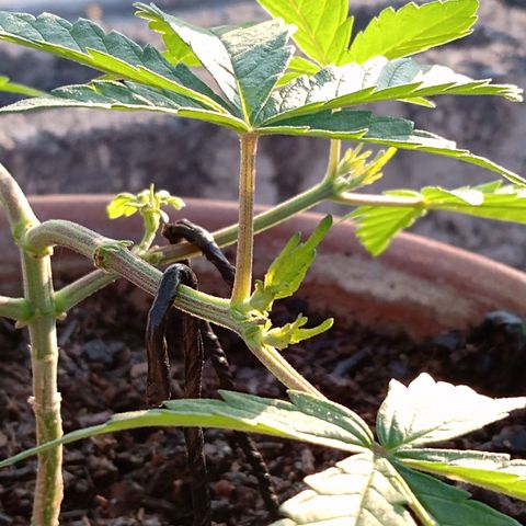 MK 1 growlog photo: 7:50 de la mañana