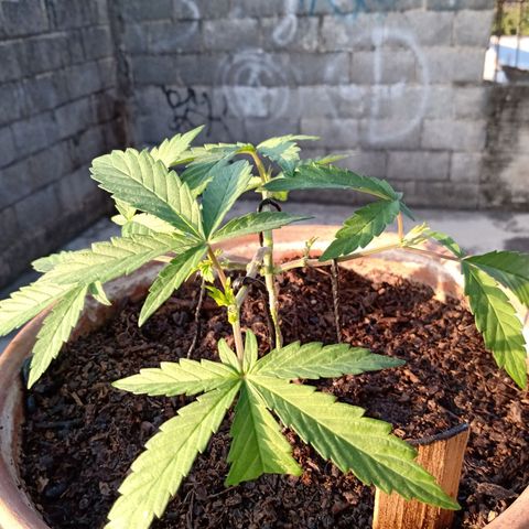 MK 1 growlog photo: 7:50 de la mañana
