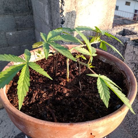 MK 1 growlog photo: 7:50 de la mañana