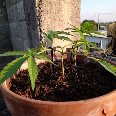 MK 1 growlog photo: 7:50 de la mañana