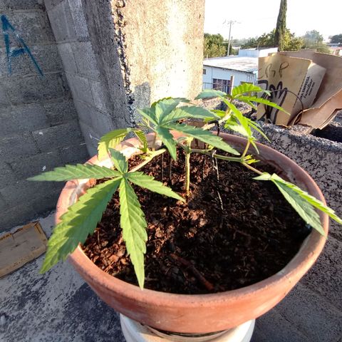 MK 1 growlog timeline photo