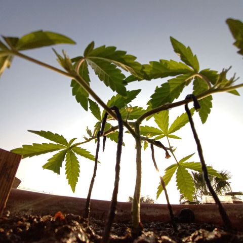 MK 1 growlog timeline photo