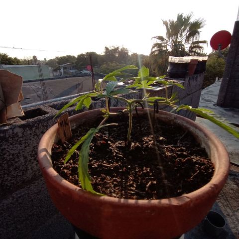 MK 1 growlog timeline photo