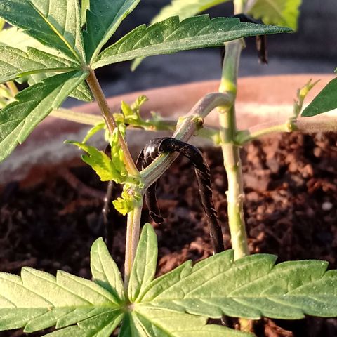 MK 1 growlog photo: 7:50 de la mañana
