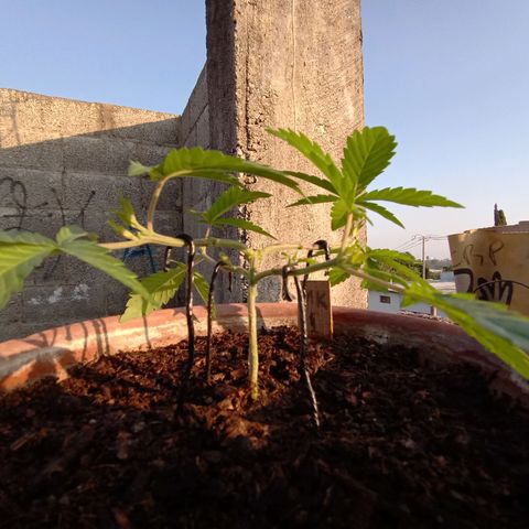 MK 1 growlog timeline photo