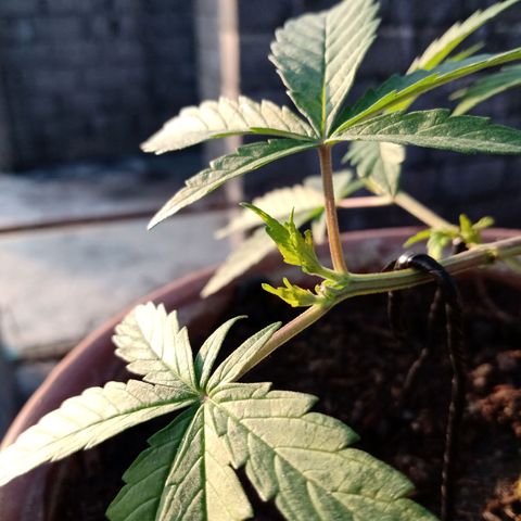 MK 1 growlog photo: 7:50 de la mañana