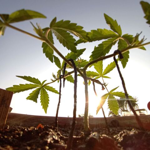 MK 1 growlog timeline photo