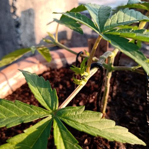 MK 1 growlog photo: 7:50 de la mañana