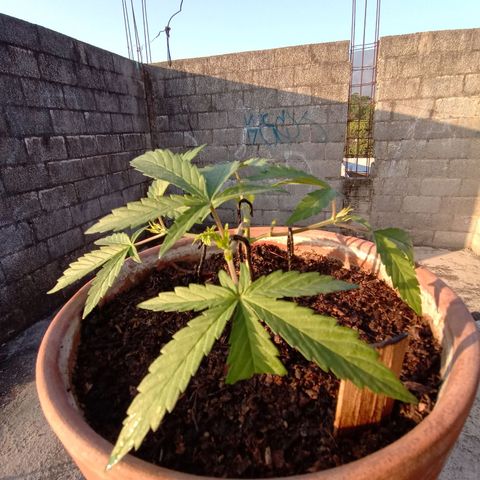 MK 1 growlog timeline photo