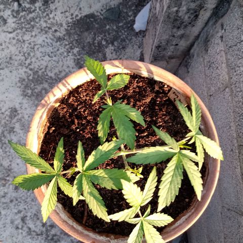 MK 1 growlog photo: 7:50 de la mañana