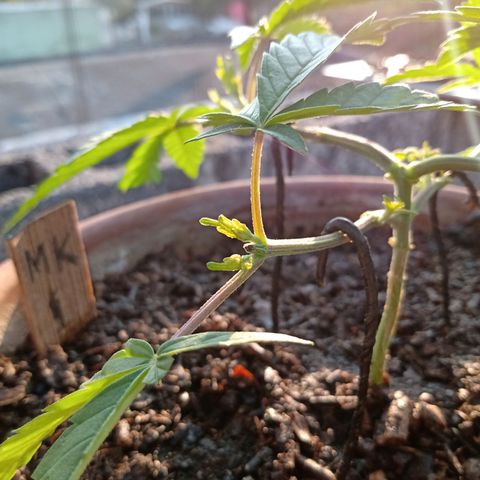 MK 1 growlog photo: 7:50 de la mañana