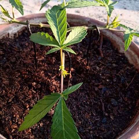 MK 1 growlog timeline photo