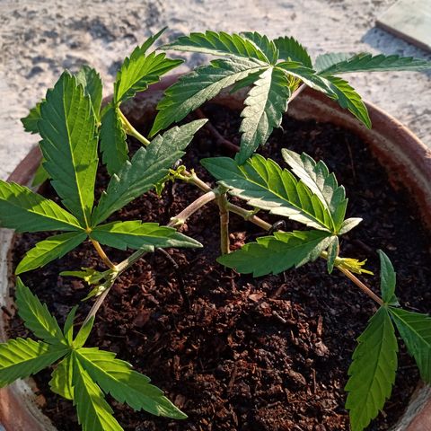 MK 1 growlog timeline photo