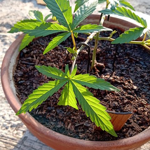 MK 1 growlog timeline photo