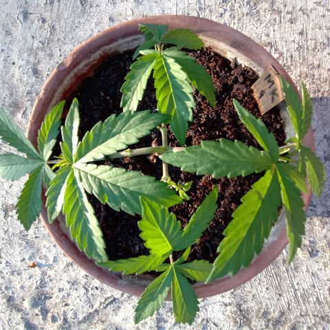 MK 1 growlog timeline photo