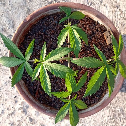 MK 1 growlog timeline photo
