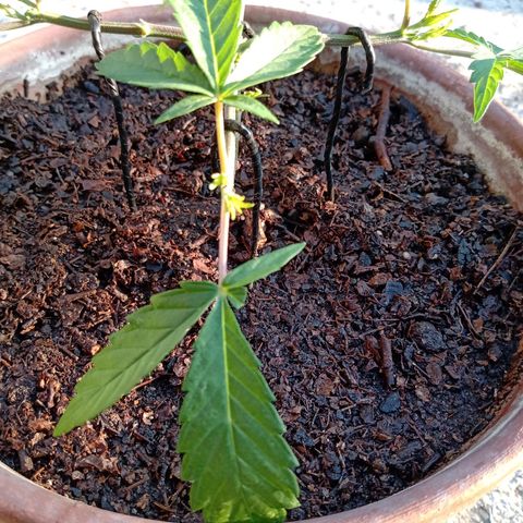 MK 1 growlog timeline photo