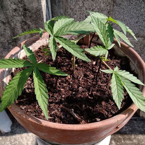 MK 1 growlog timeline photo