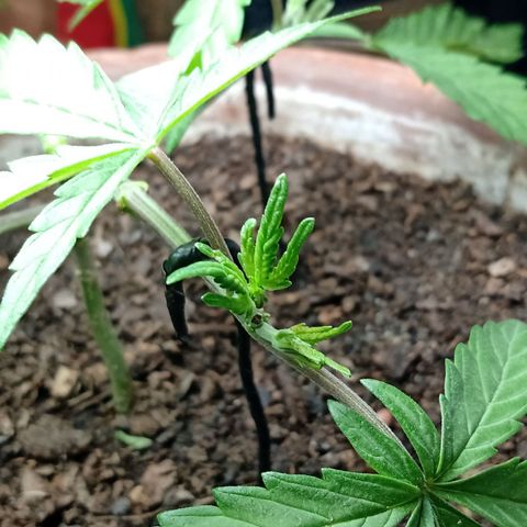 MK 1 growlog timeline photo